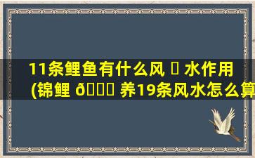 11条鲤鱼有什么风 ☘ 水作用(锦鲤 🕊 养19条风水怎么算)